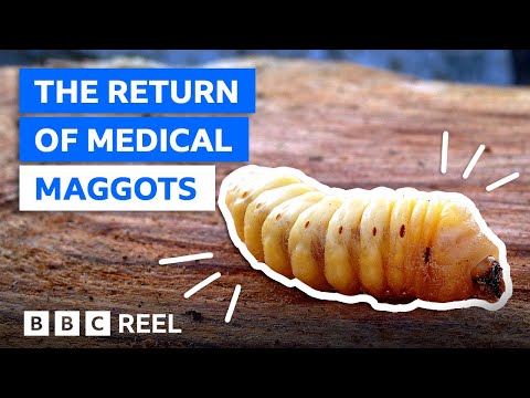 Why maggots are a medical marvel – BBC REEL