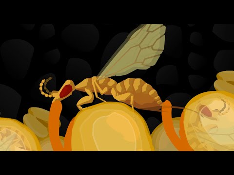 Fig Wasp Story