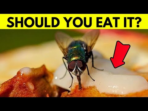 What Really Happens When A Fly Lands On Your Food?