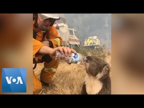 Australia Firefighter Gives Thirsty Koala Sip of Water as Fires Rage