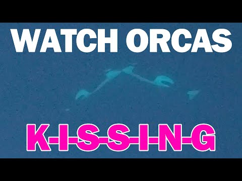 Orcas Filmed Kissing With Tongues In The Wild For The First Time