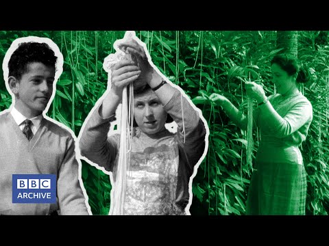 1957: The SPAGHETTI HARVEST | Panorama | Classic BBC clips | BBC Archive