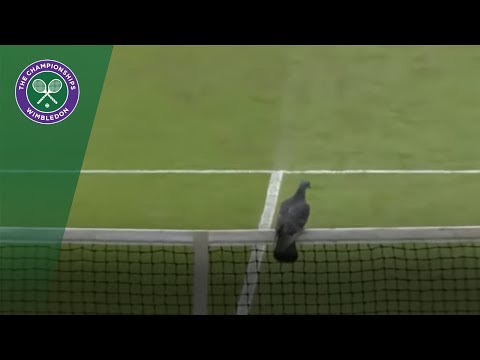 Wimbledon 2017 Qualifying disrupted by pigeon