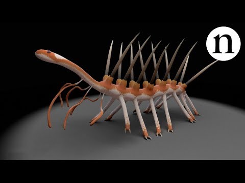 10 Bizarre Organisms From The Burgess Shale - 96