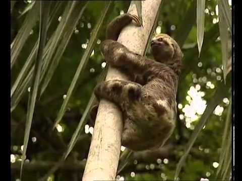 10 Surprising Facts About Sloths - 74