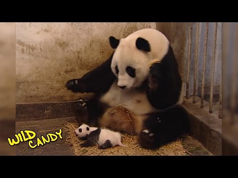 Sneezing Baby Panda | Original Video