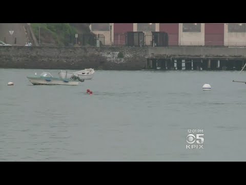 SEA LION ATTACK: Sea Lion Attacks Female Swimmer At San Francisco&#039;s Aquatic Park