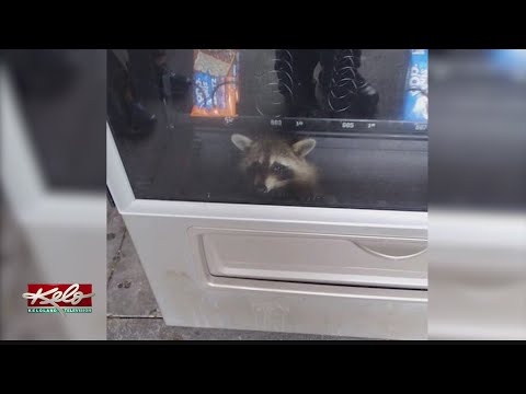 Racoon released from vending machine in Florida
