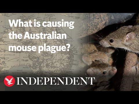 What is causing the Australian mouse plague?