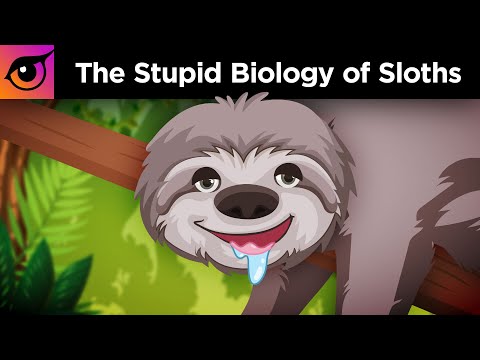 Why 50% of Sloths Die While Pooping