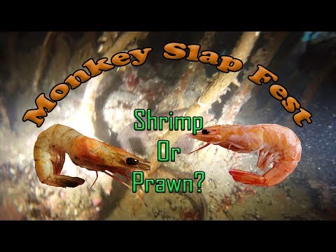 Did you know? Shrimp or Prawn?