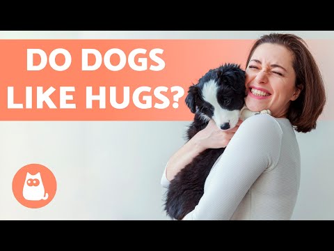 Do DOGS like HUGS? 🐶 Find the Answer Here!