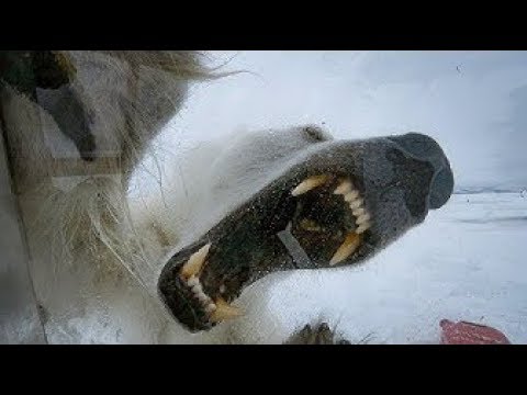 Wild Polar Bear Tries To Break In - BBC Earth
