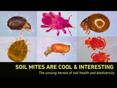 Soil Mites - the unsung heroes of our ecosystem!