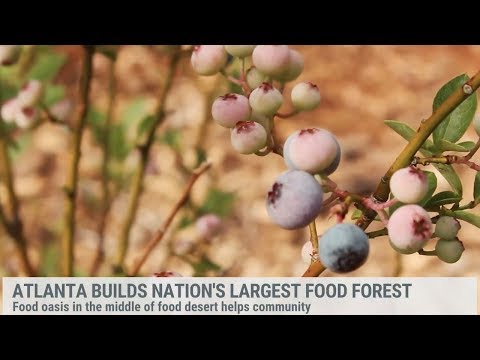 The Largest Food Forest in the U.S.