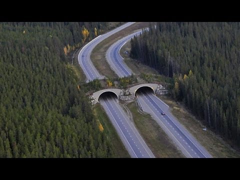 A Wild Way to Move - Banff National Park [contains flashing images]