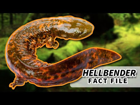 Hellbender Salamander Facts: BIGGEST salamander in the US | Animal Fact Files