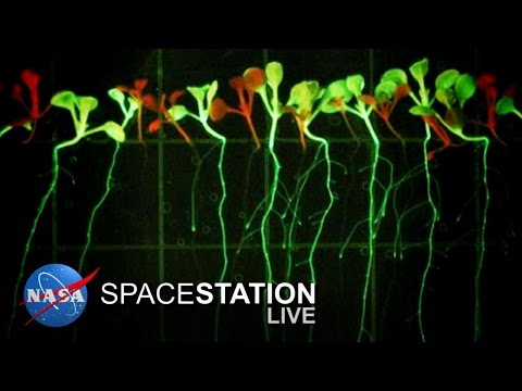 Space Station Live: Cultivating Plant Growth in Space