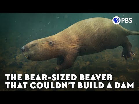 The Bear-Sized Beaver That Couldn’t Build A Dam