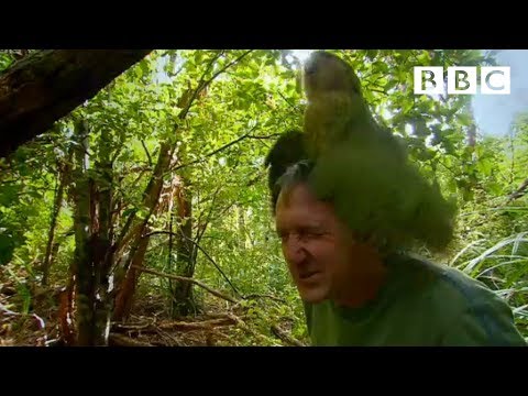 Shagged by a rare parrot | Last Chance To See - BBC