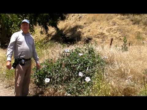 Jimson Weed (Datura wrightii) Santa Cruz Island, Channel Islands National Park