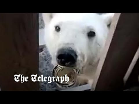 Distressed polar bear with tin can stuck in mouth approaches human for help
