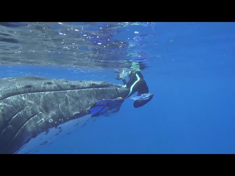 Whale Protects Diver From Nearby Shark