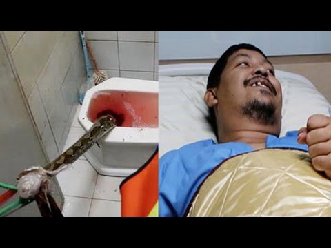 Python Bites Penis Of Man On Toilet And Doesn’t Let Go