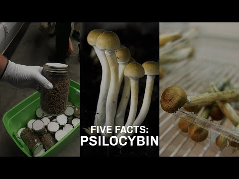 Five Facts: Psilocybin mushrooms