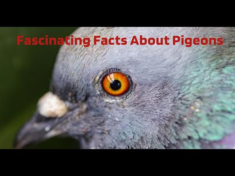 🐦 Did you know that pigeons can tell the difference between paintings 🐦🐦#pigeon #interestingfacts