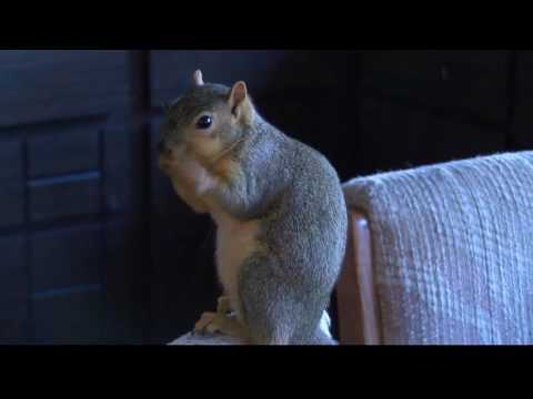 10 Terrifying Tales Of When Squirrels Attack - 12