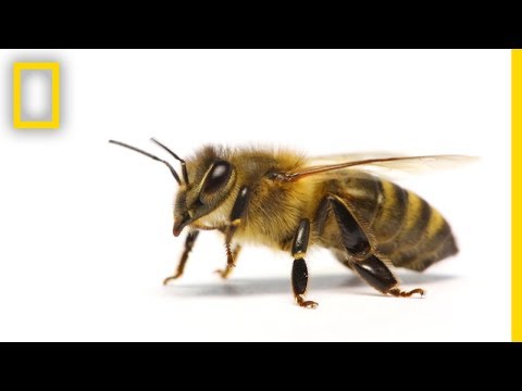 How Do Honeybees Get Their Jobs? | National Geographic