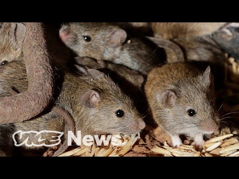 Millions of Mice Are Terrorizing Australia