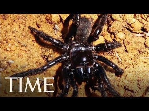 The World&#039;s Oldest Known Spider Has Died At The Age Of 43 From A Wasp Sting | TIME