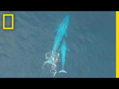 Baby Blue Whale Nursing (Exclusive Drone Footage) | National Geographic