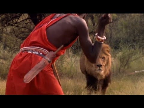 Masai in Kenya kills a big male lion with their spears