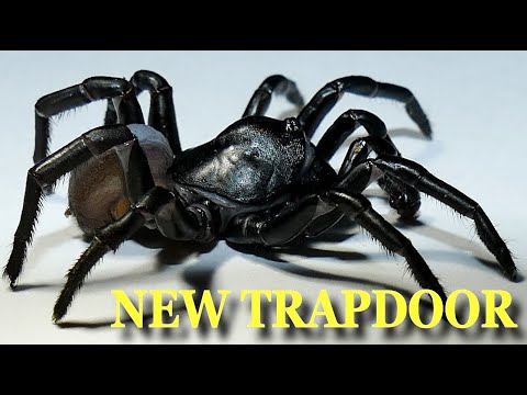 Top 10 Recently Discovered Creepy Crawlies - 36