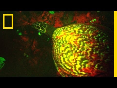 EXCLUSIVE: &quot;Glowing&quot; Sea Turtle Discovered | National Geographic