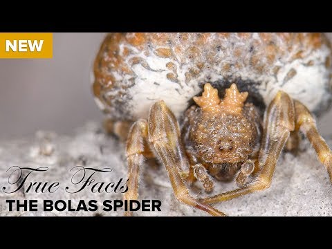 True Facts: The Bolas Spider