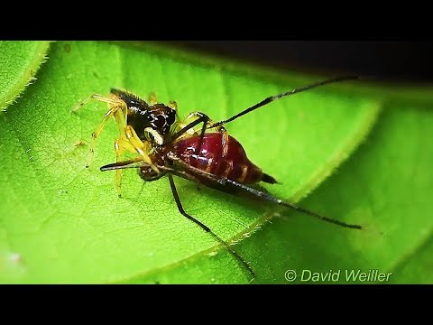 Have You Ever Seen A Spider Eating A Blood-Filled Mosquito?