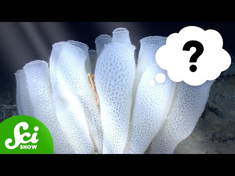 Can Sponges “Think” Using Light?