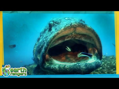 Cleaner Wrasse Cleaning up a Big Fish