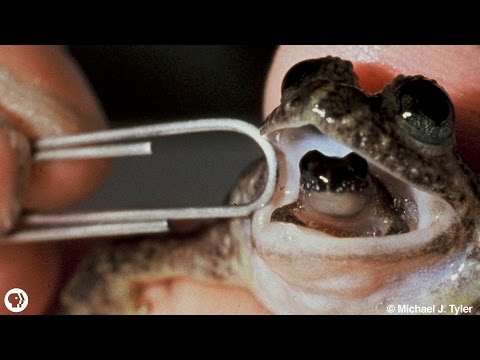 Meet The Frog That Barfs Up Its Babies