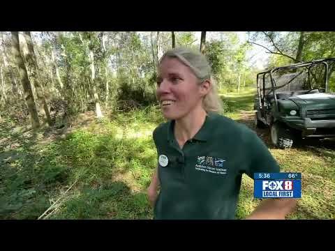 Breeding endangered Okapi in Louisiana