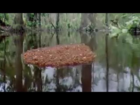 Ants Create a Lifeboat in the Amazon Jungle | BBC Studios