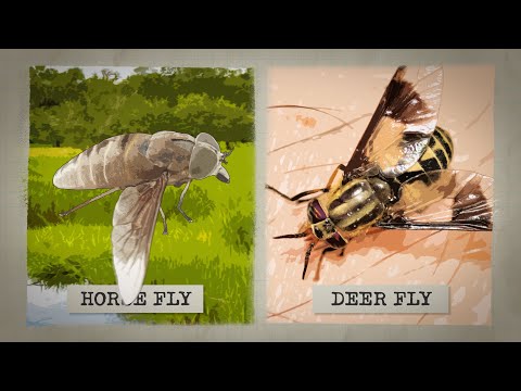 The Biting Truth about Horse Flies