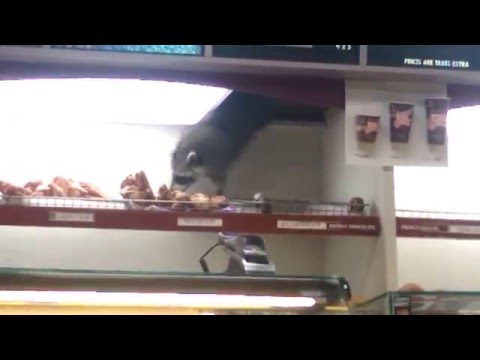Raccoon Steals Donut