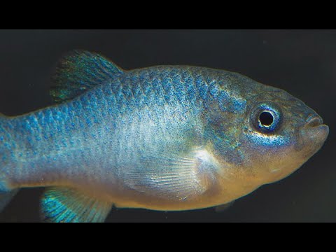 VIDEO: Earthquake caught on camera that monitors Devils Hole pupfish