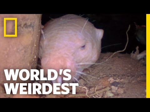 Naked Mole Rats | World&#039;s Weirdest