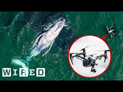 How Drones Catch Whale Snot for Biology Research | WIRED